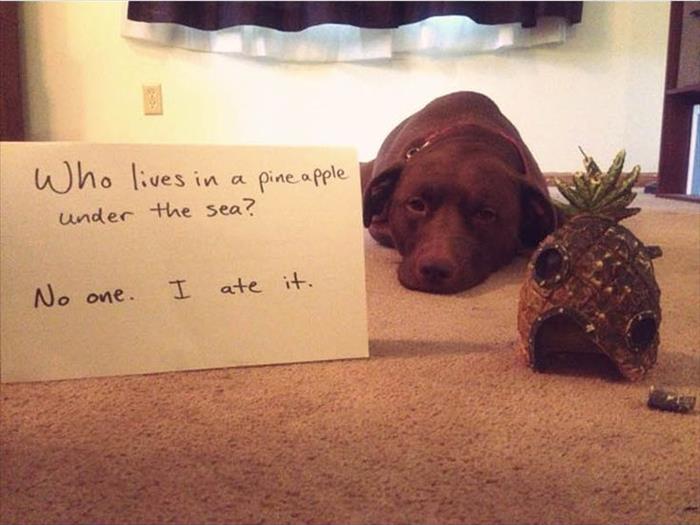 Shameful Dogs Are Hilarious When They Aren't Yours - 16 Pics