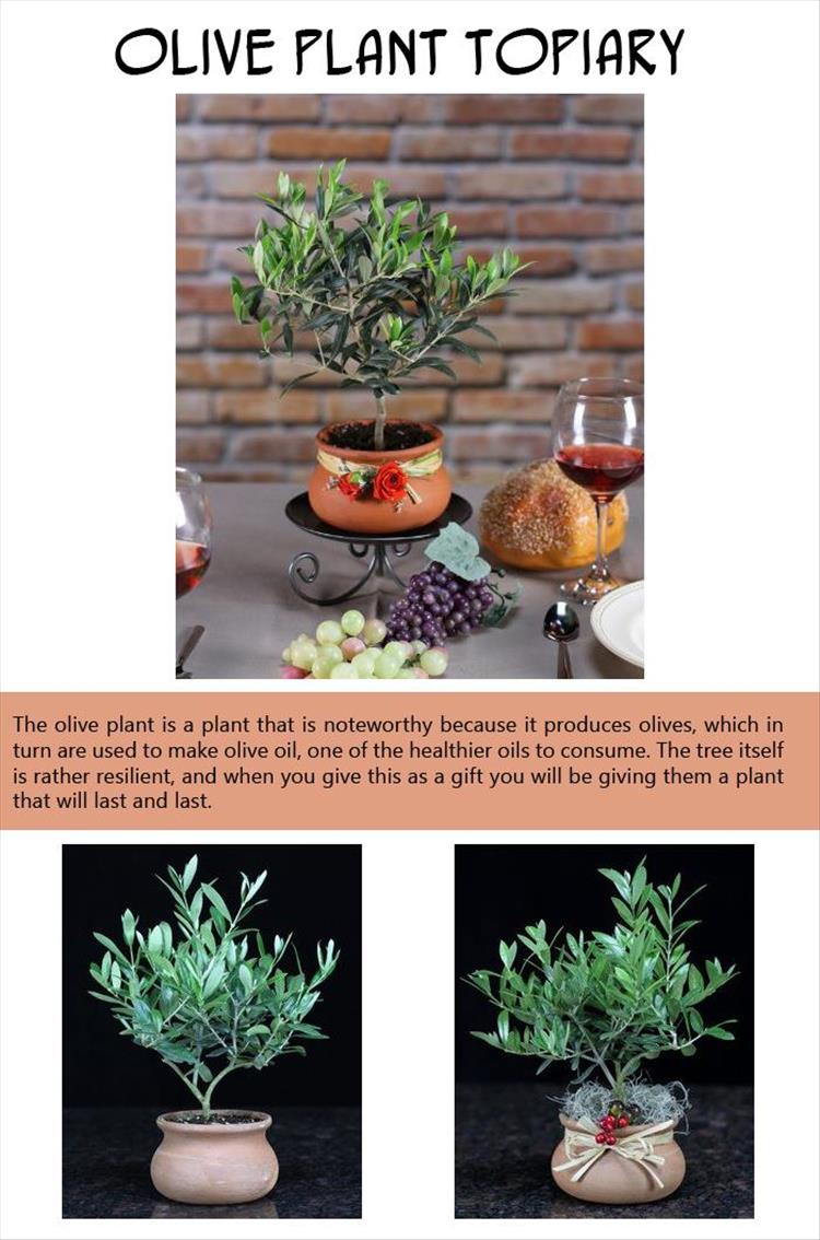 Olive Plant Topiary