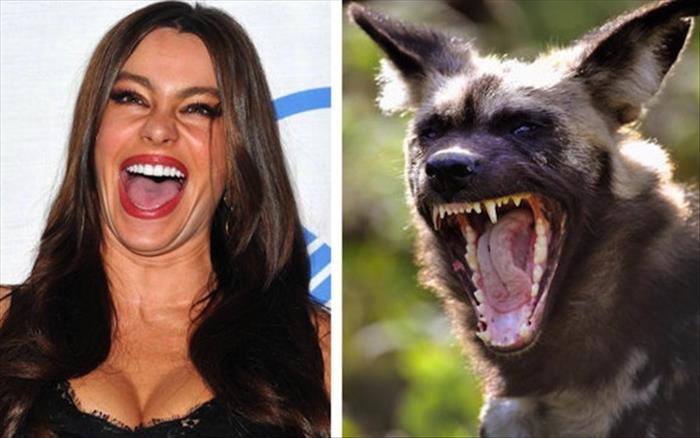 celebrities and animals (1)