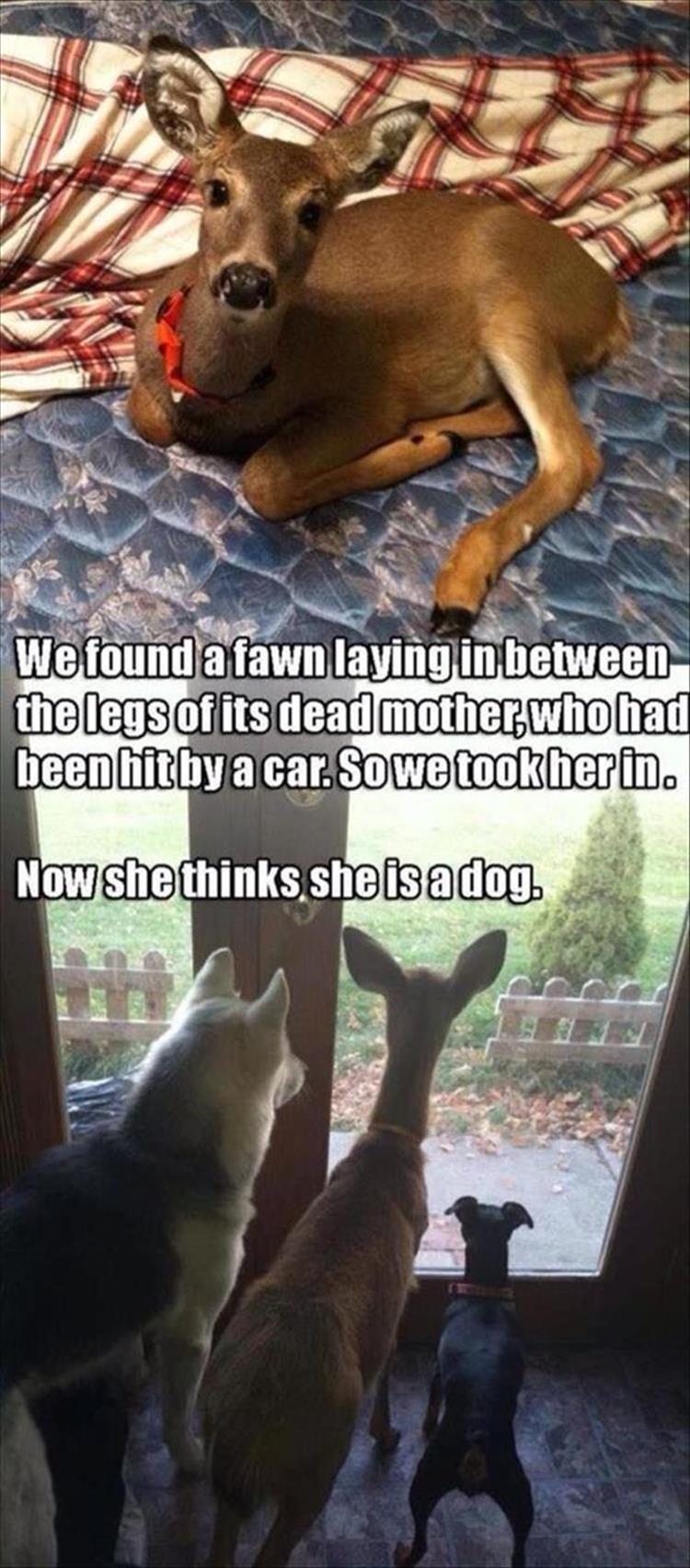 Funny Animal Pictures Of The Day - 23 Pics