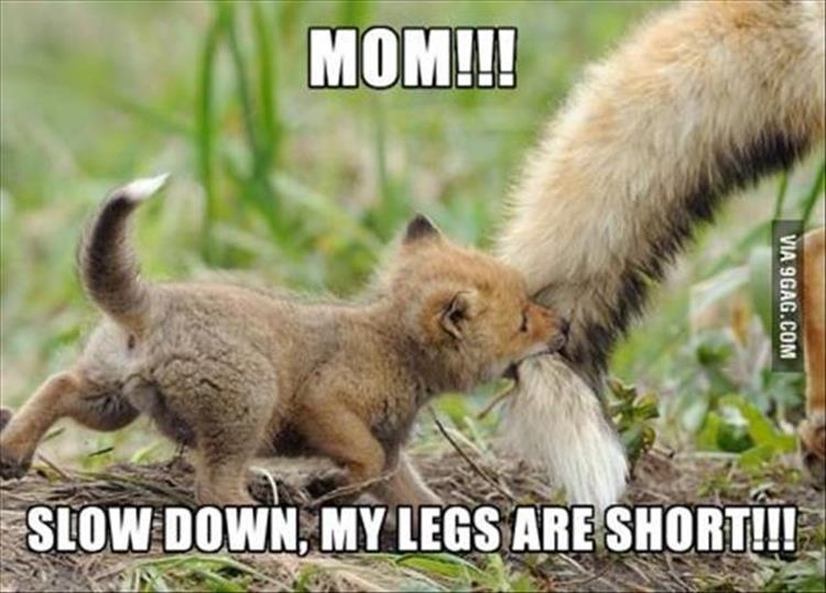 funny images of animals with words