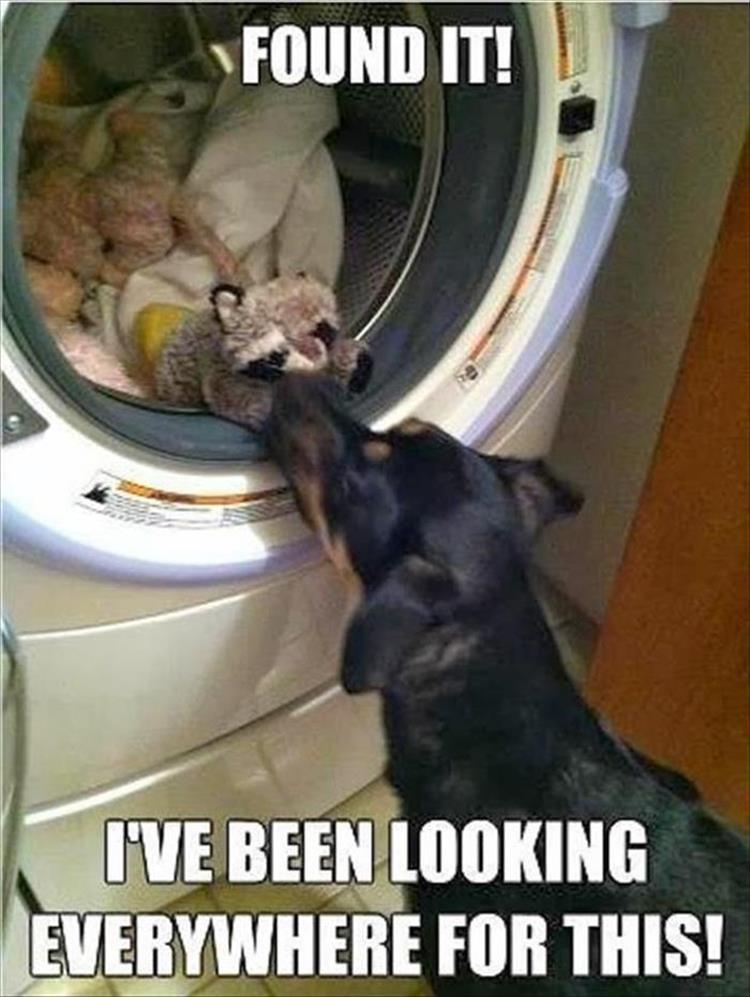 funny animal pictures (11)