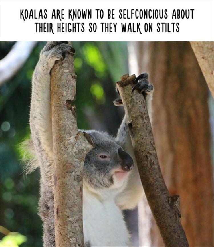 Amazing Animal Facts That Are Almost 100% True - 22 Pics