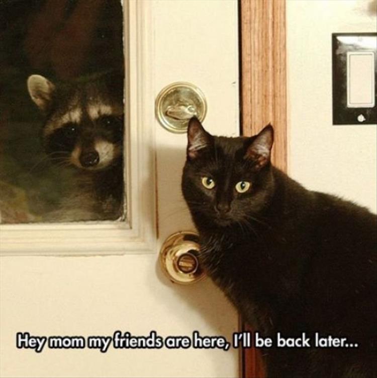 funny animals (12)