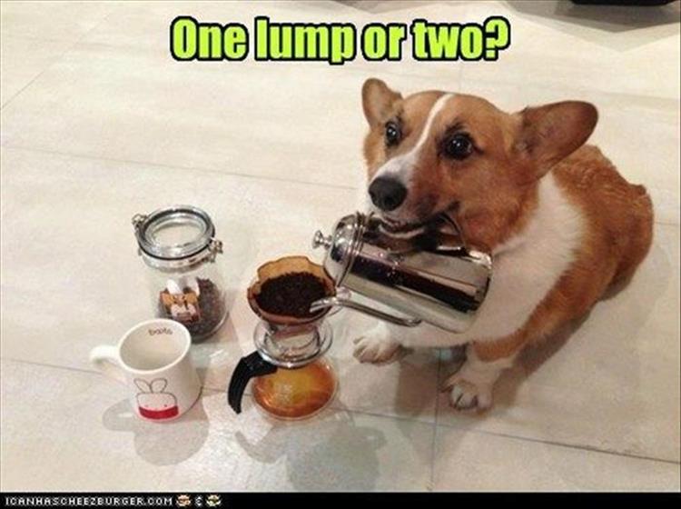 funny animals (464)