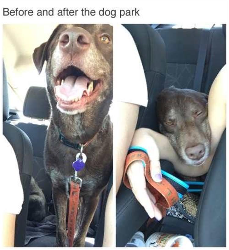 before and after dog park