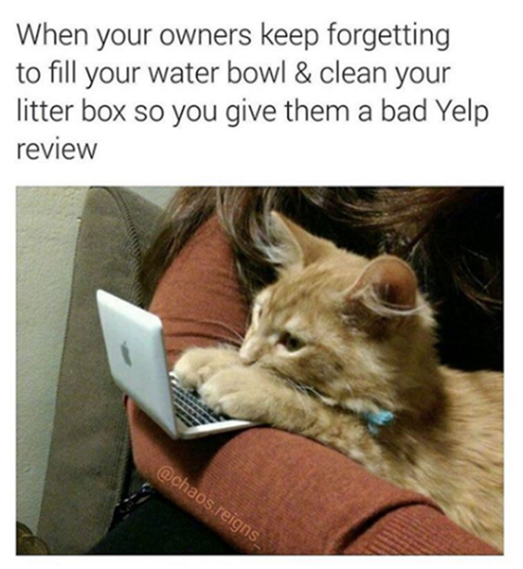cat leaving a yelp review