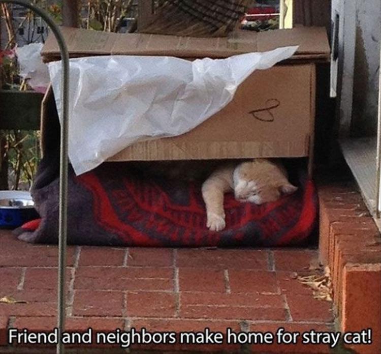 home for stray cats