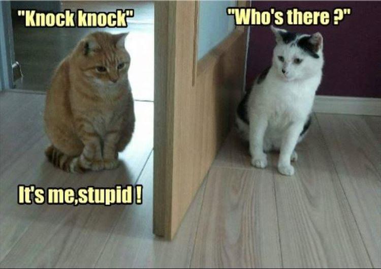 knock knock jokes