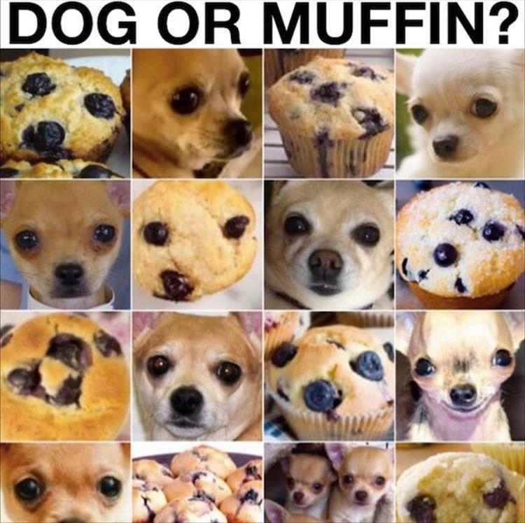 Z is ita  dog or muffin