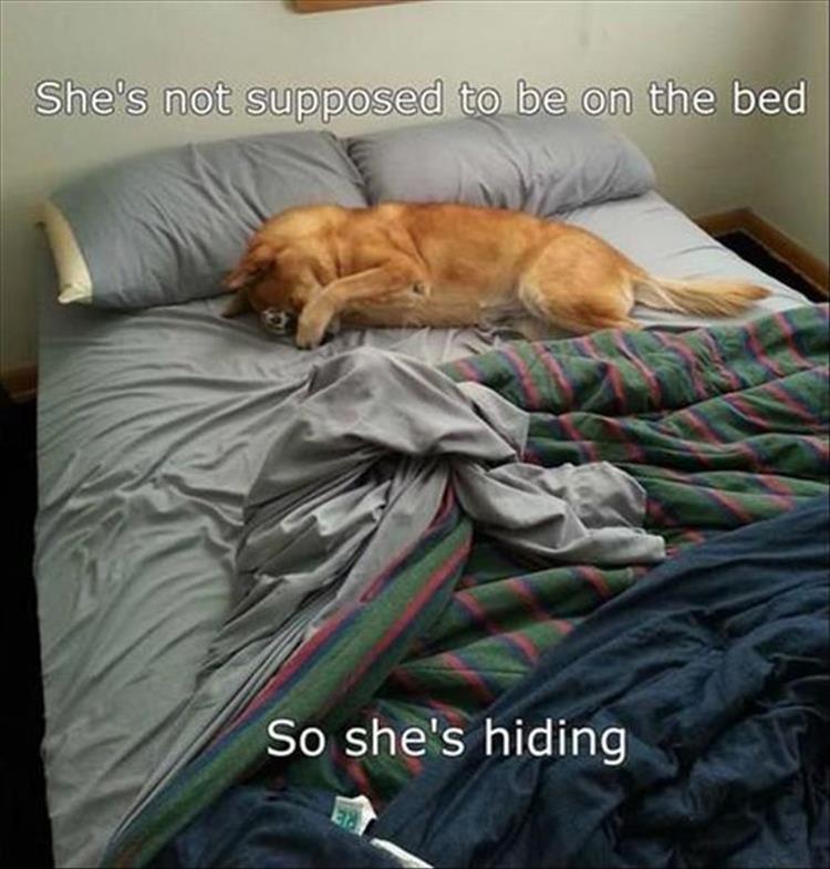 a dog is hiding