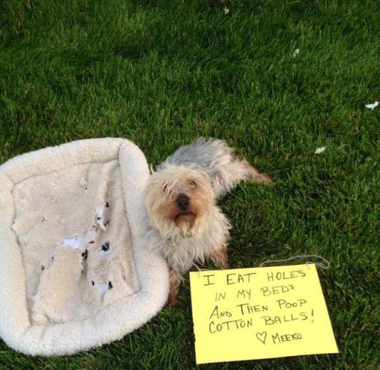 animal shaming (1)