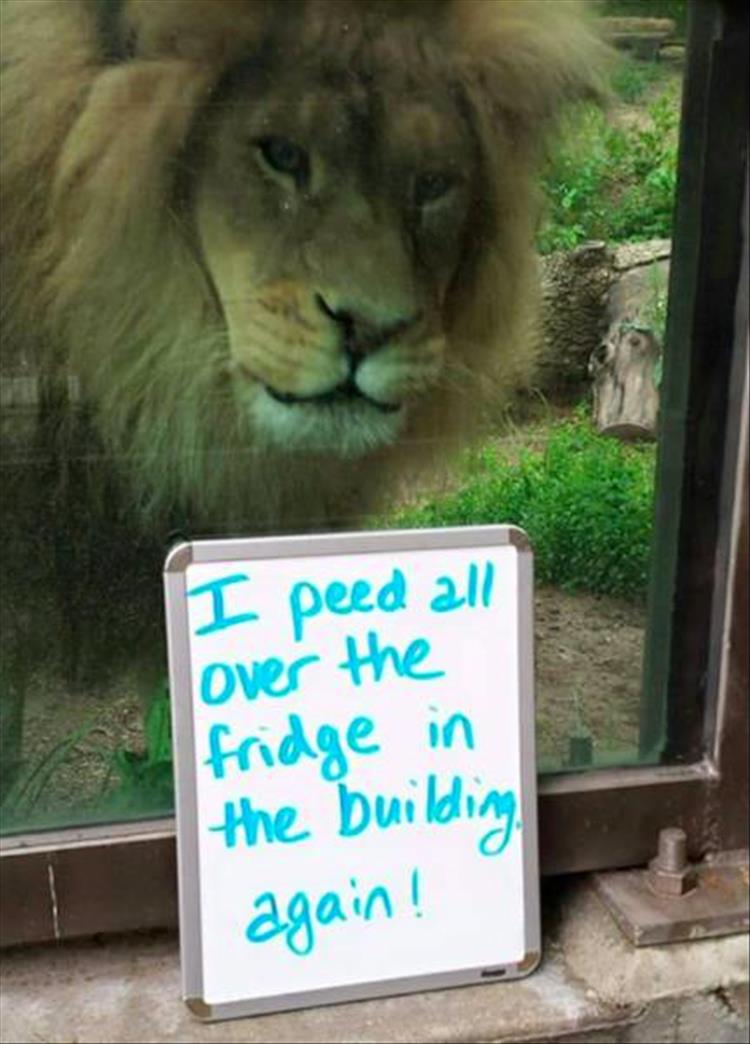 animal shaming (15)