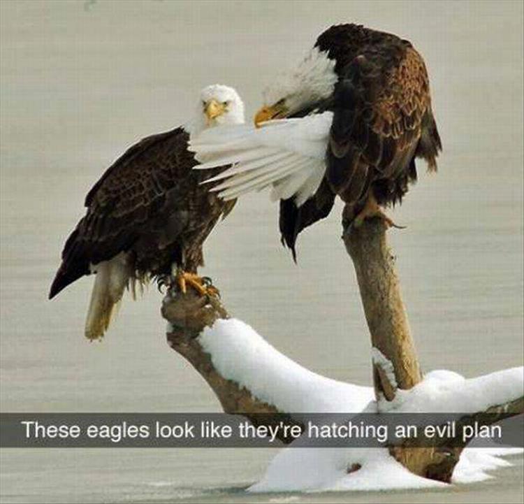 funny eagles