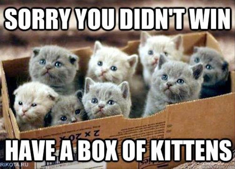 have a box of kittens