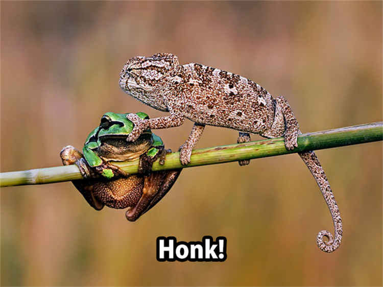 honk