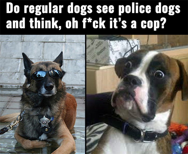 police dogs