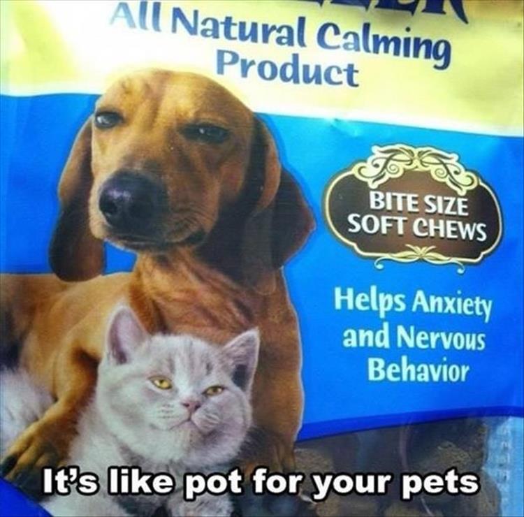 pot for pets