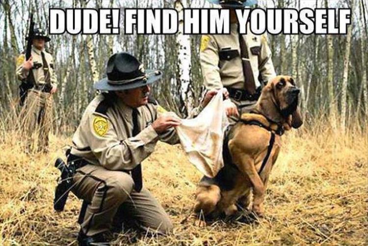search-dogs.jpg