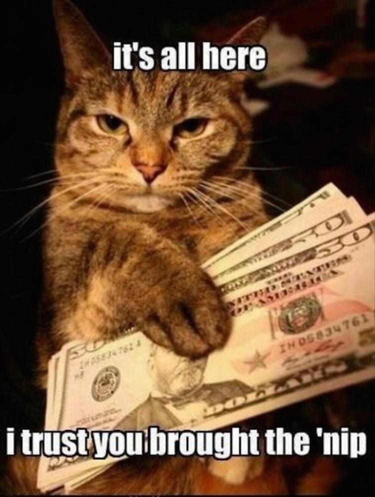 the cat drug deal