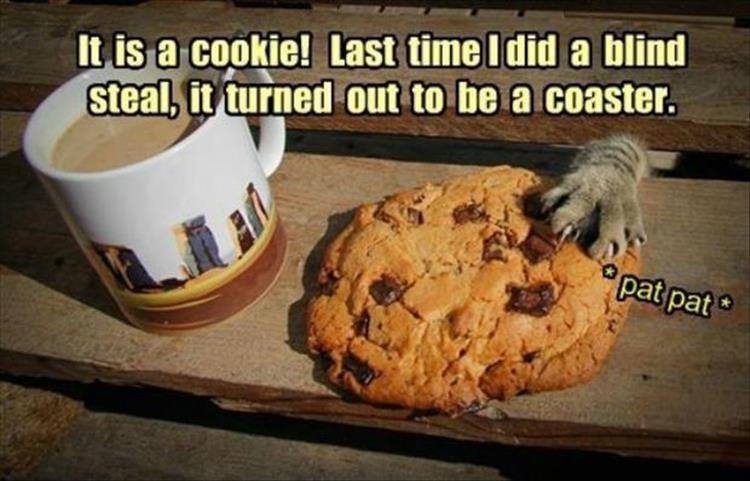 the cat loves cookies