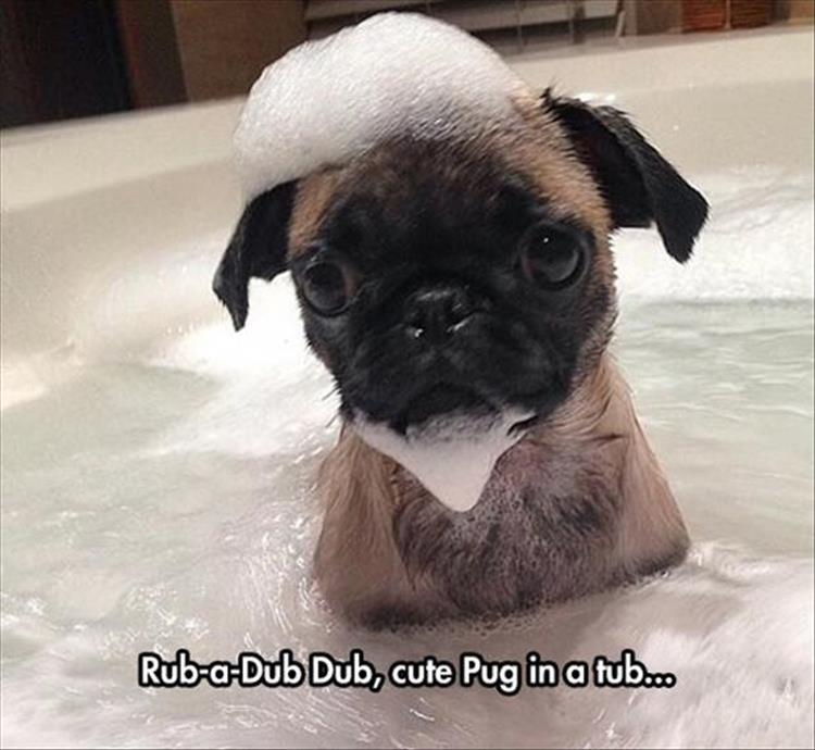 the cutest pug ever