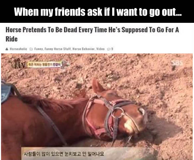 the horse pretends to be dead when he's supposed to go out for a ride