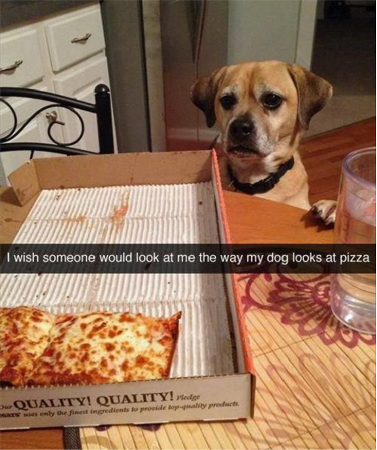 i-wish-someone-would-look-at-me-the-way-this-dog-looks-at-pizza