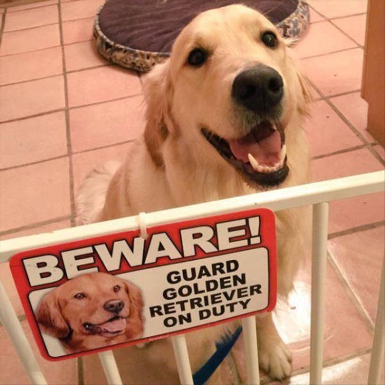 beware-of-dog-signs-you-can-probably-just-ignore-15-pics