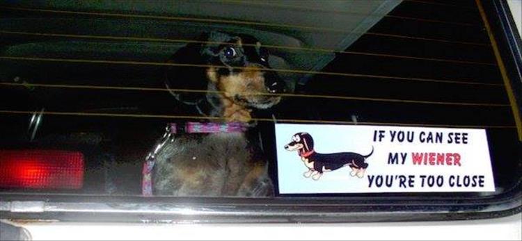 if-you-can-see-my-dog-funny-bumper-stickers