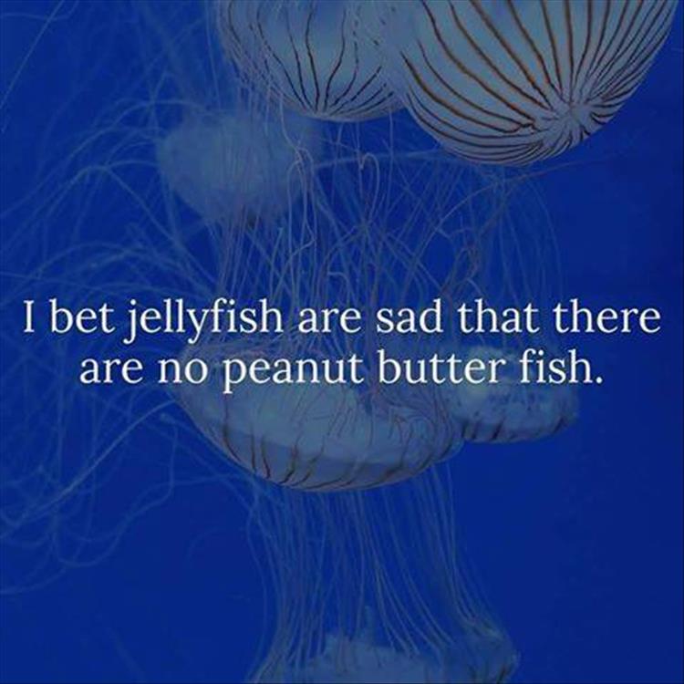 jelly fish