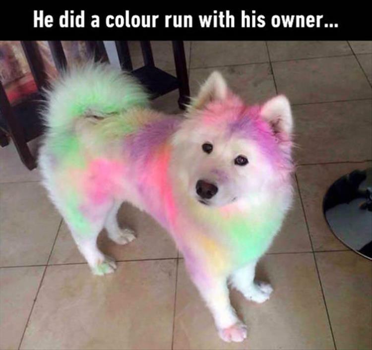 the-color-run