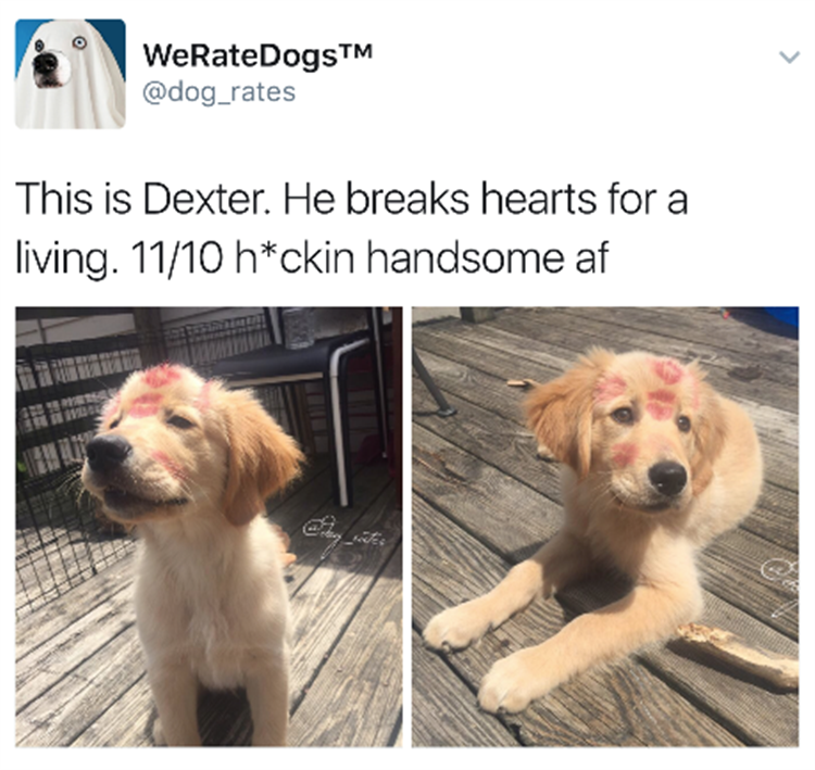 "We Rate Dogs" Are Hilarious - 16 Pics