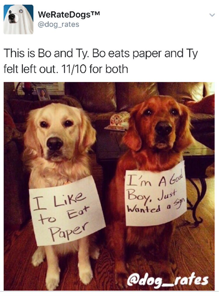 "We Rate Dogs" Are Hilarious 16 Pics