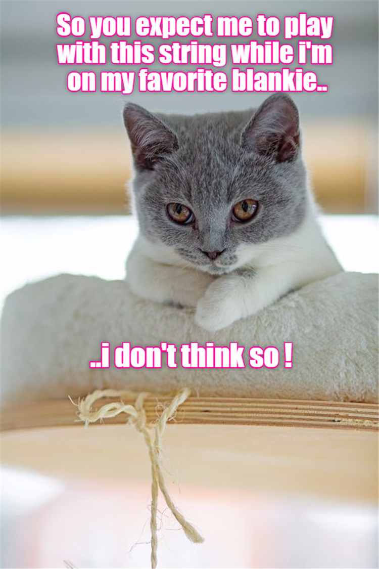funny-animals-24.png