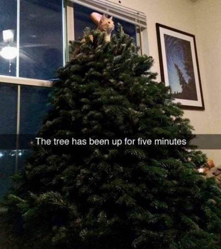 the-tree-has-been-up-for-five-minutes.jpg