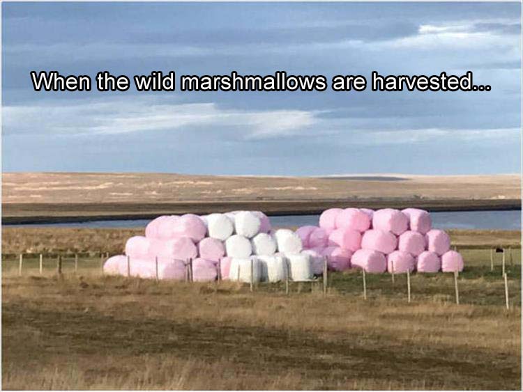 wild marshmellows