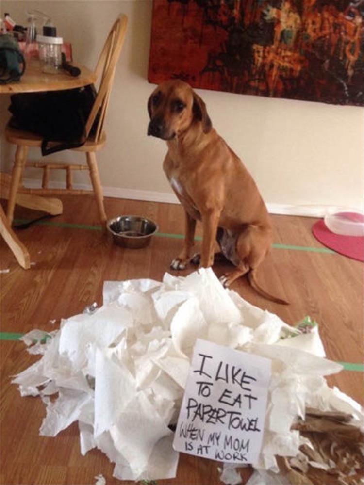 Funny Dog Shaming 22 Pics