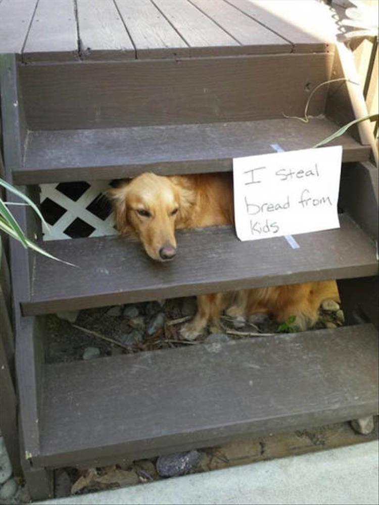 [Image: animal-shaming-4.jpg]