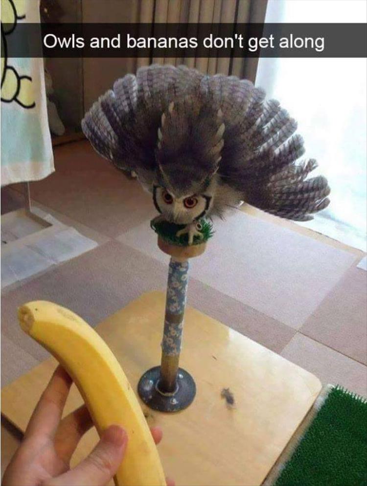 turns-out-bananas-and-owls-dont-mix.jpg