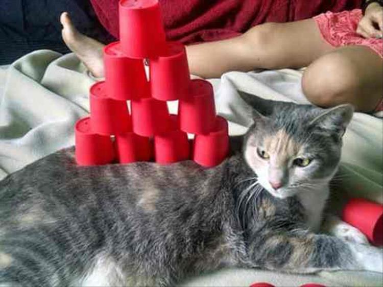 Cat Stacking Is My New Favorite Game 23 Pics