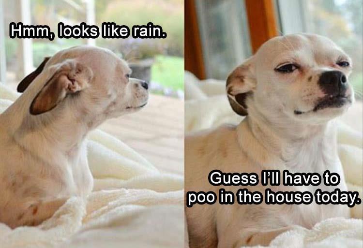 funny animals in the rain