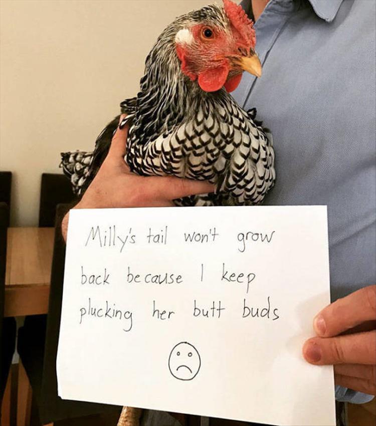 The Very Best Of Chicken Shaming 27 Pics