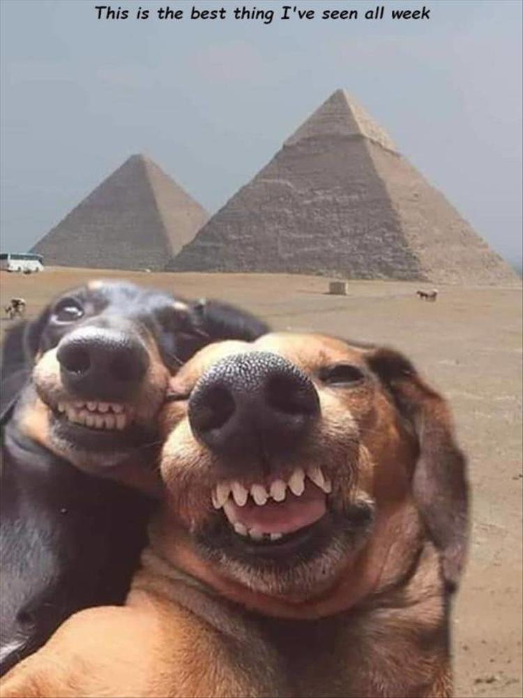 funny animal couple