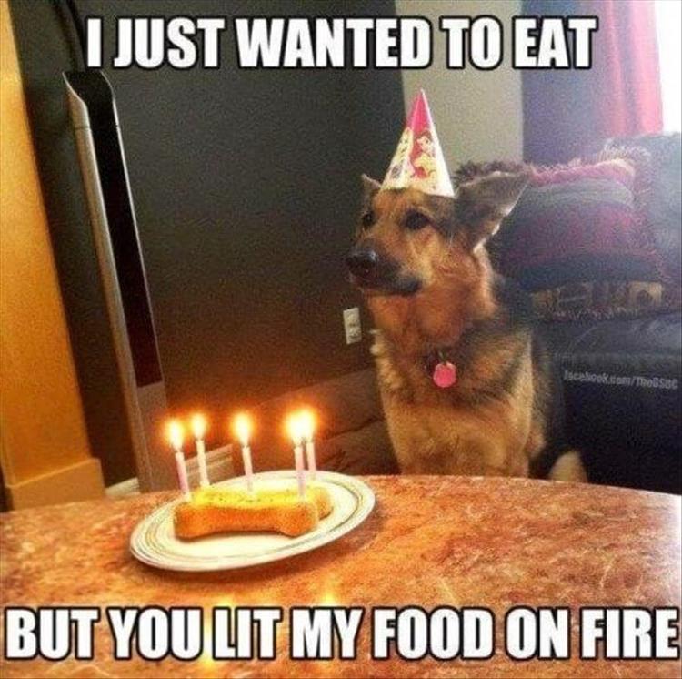 doge birthday 21 meme