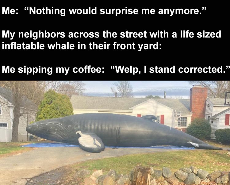 Me nothing would surpise me anymore in 2020 me waking up the next day  looking out my kitchen window seeing my neighbor39s have a life sized  inflatable whale in their front yard -