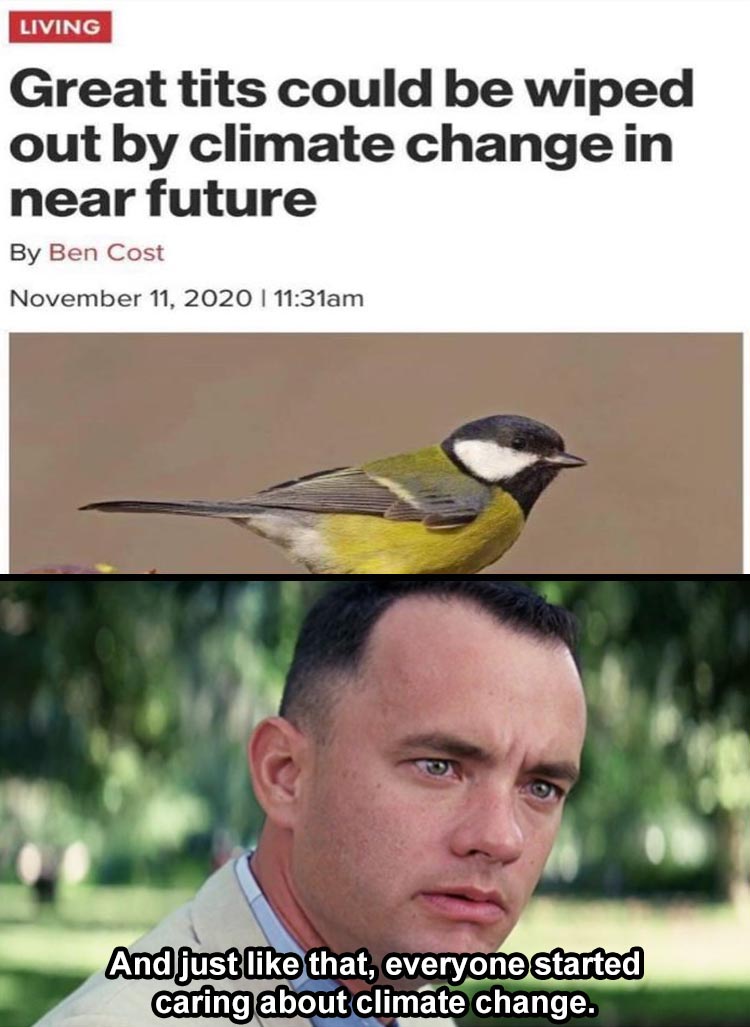 Great tits could be wiped out by climate change in near future