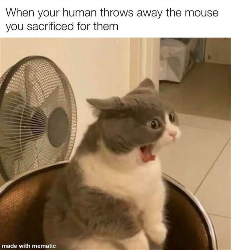 Today's Top 30 Funny Animal Memes