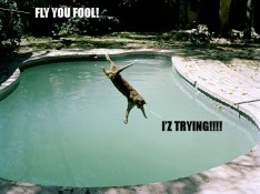 Fly You Fools - Cat Edition (20 Pics)