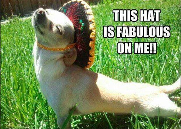funny hat on dog - Dump A Day